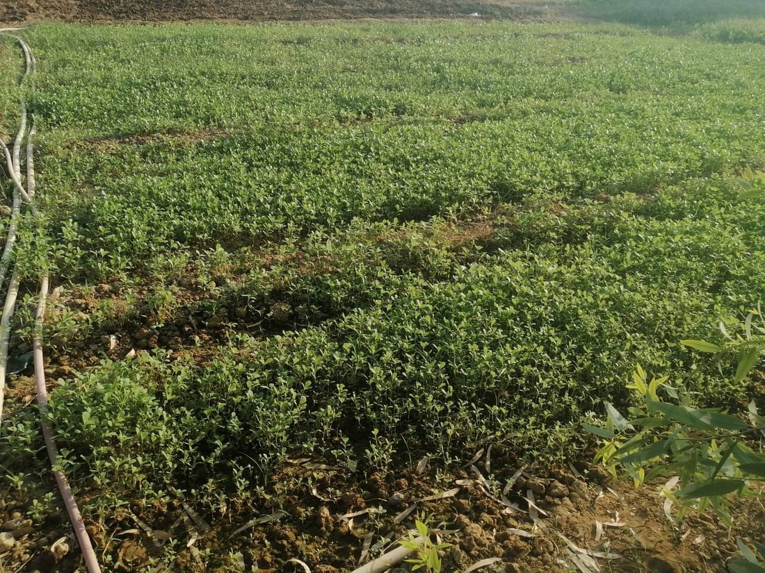 زبائن هيت يفضلون “خضرة أحمد”.. كلها من الحديقة باستثناء “الكرفس” (صور)