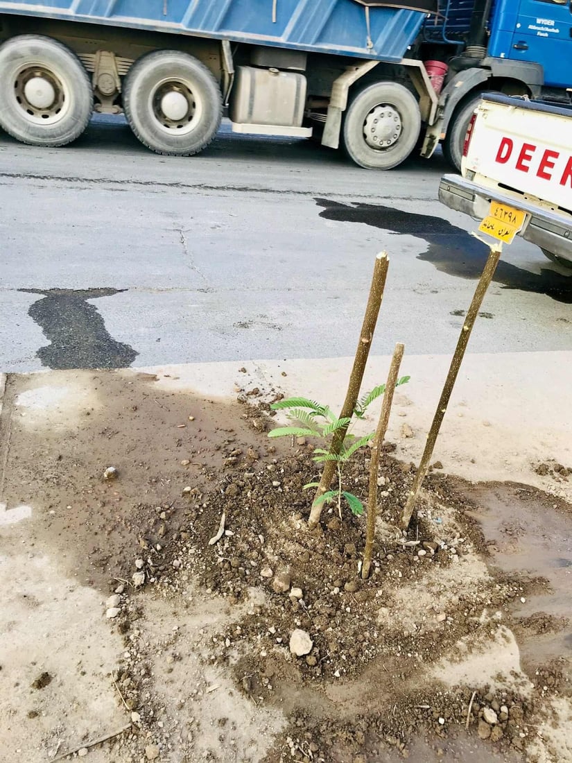 نەمامەکانی بوون بە دار و شۆستە و شەقامەکانی دەربەندیخانیان ئاوەدان کردەوە