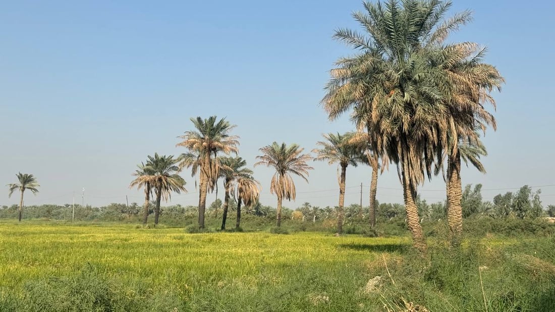 صور: المشخاب زرعت العنبر لكنه ليس للبيع.. الحكومة حجزت الحصاد لحفظ البذور