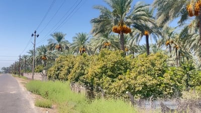 جنان بغداد.. وثقنا مشاهد من بساتين الراشدية واستمعنا إلى أهلها