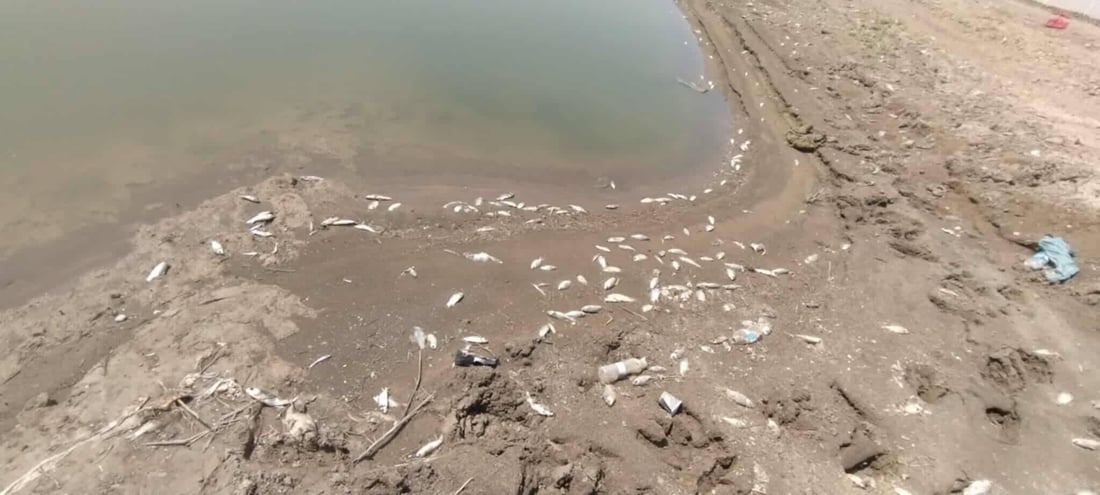 سەدان ماسی لە سنووری سەید سادق مردار بوونەتەوە