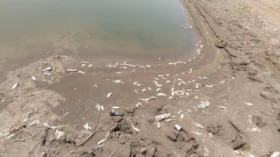 سەدان ماسی لە سنووری سەید سادق مردار بوونەتەوە