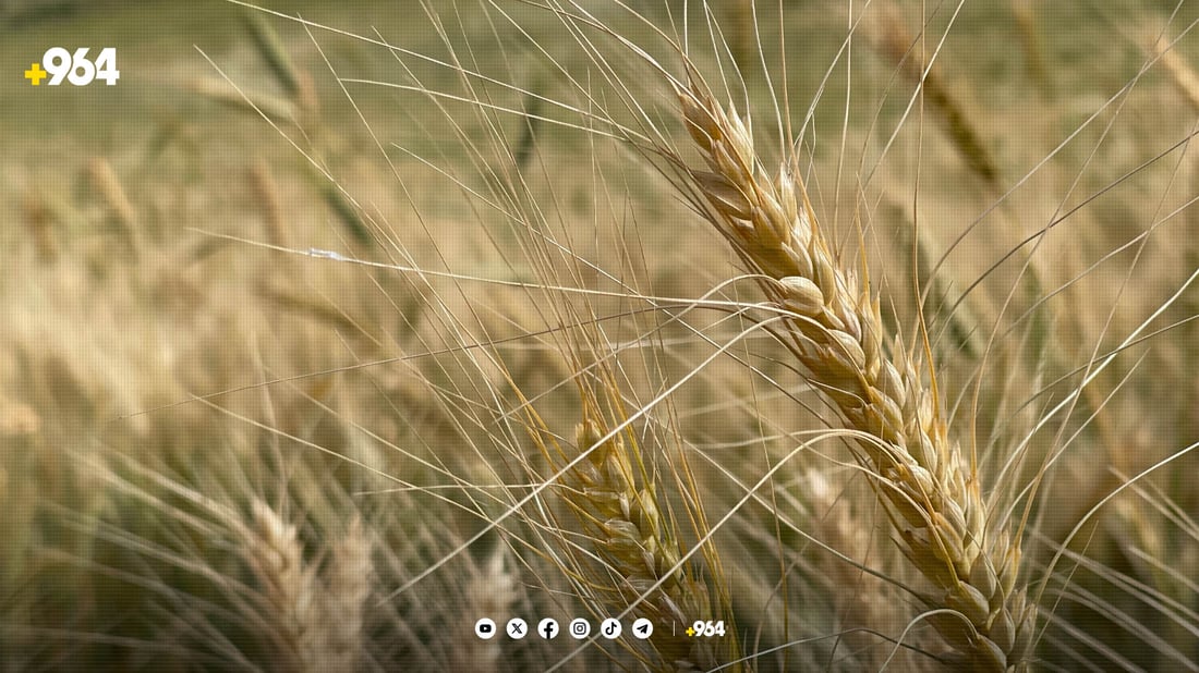 Erbil Agricultural Research declares wheat crops safe from disease
