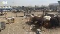 لە سلێمانی 26 تیم پێكهێنراون بۆ رێگری لە تای خوێنبەربوون