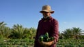 Climate-smart farming project in Rawa pushes vegetable production up