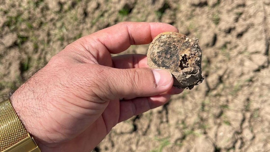 پیاز و په‌تاته‌ چێندراوه‌كه‌ى شێخان زیانیان به‌ركه‌وتووه‌