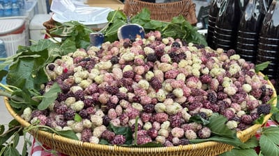 سێ رۆژ لە شەقڵاوە توو و دۆشاوەکەی دەفرۆشرێ