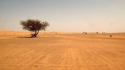 النجف تزرع الحنطة في الصحراء.. 1000 فلاح قدموا طلبات المرشات الحديثة