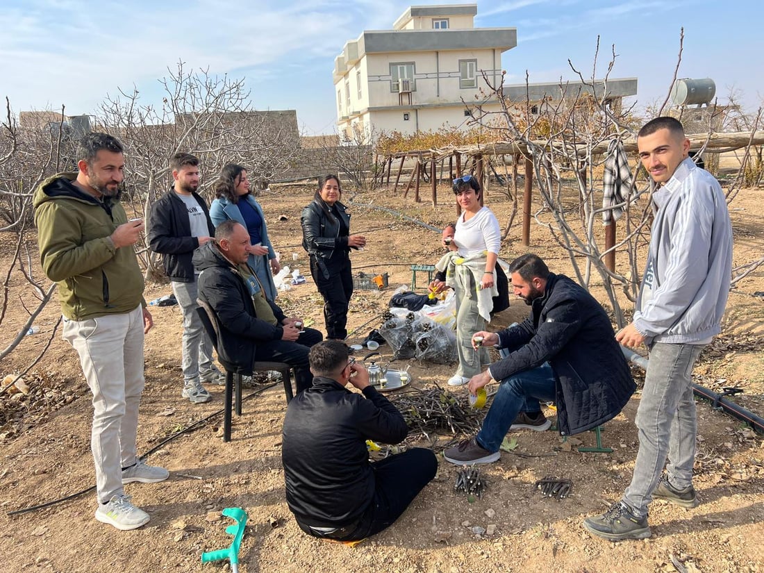 لە چیای شنگال 20 هەزار قەڵەمە هەنجیری خۆماڵی ئامادە دەکرێت