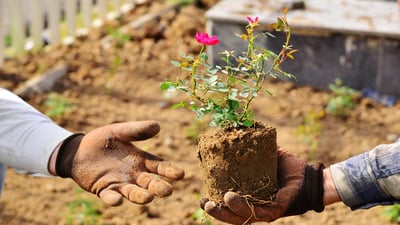 ئەمساڵ لە سەنتەری هەولێر نزیکەی 300 هەزار دار و گوڵ چێندراون