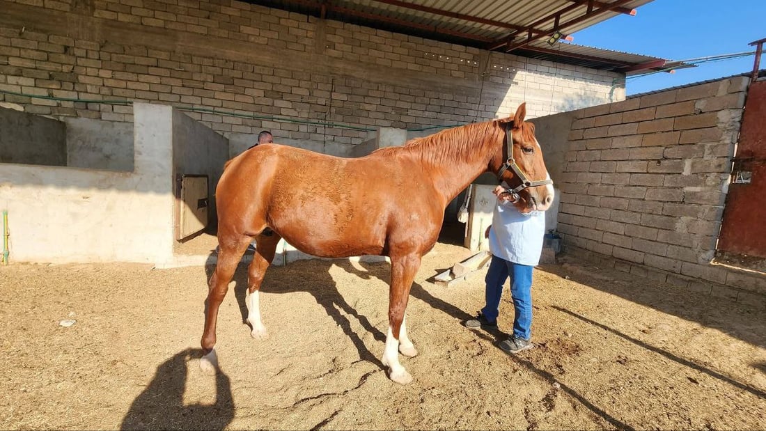زراعة نينوى توثق خيول تلكيف.. هويات وقاعدة بيانات لرفع الحظر عن العراق (صور)