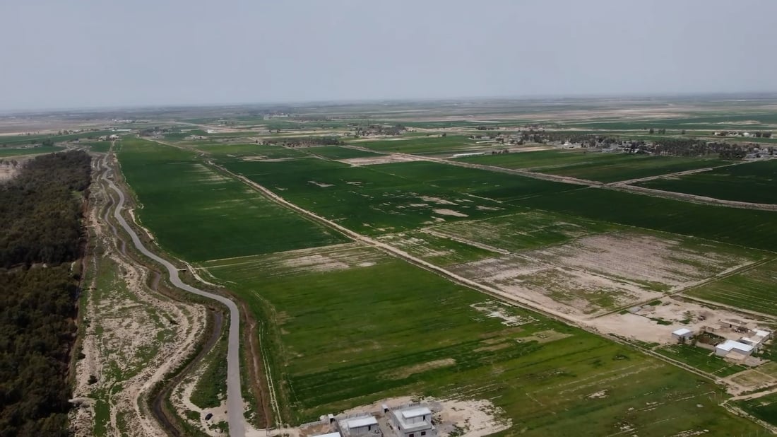 Rainfall revives wheat fields in Kanaan, raises hopes for strong May harvest