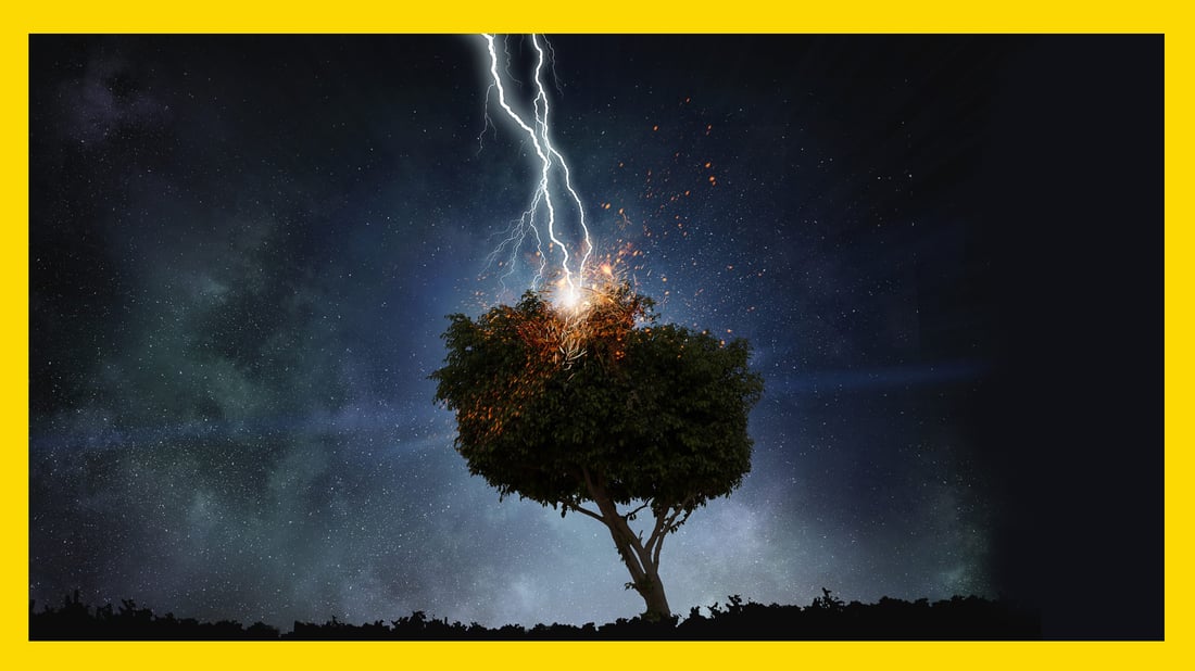 ساڵانه‌ به‌هۆى هه‌وره‌برووسكه‌وه‌  320 ملیۆن درەخت لەناوده‌چن