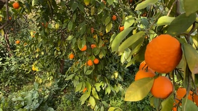 Khanqin’s Citrus Legacy: A blend of tradition and flavors