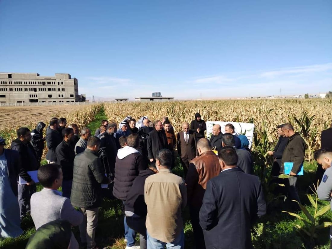 ازرعوا حقولكم بالذرة الصفراء فهي مربحة وتفيد التربة.. نصائح إلى مزارعي تلعفر