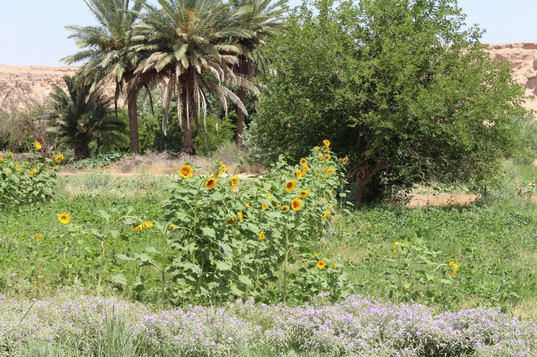 سيدات الرمانة ينثرن “الشمس” حول الحقول.. زيت وكرزات من الباغوز حتى سوريا (صور)