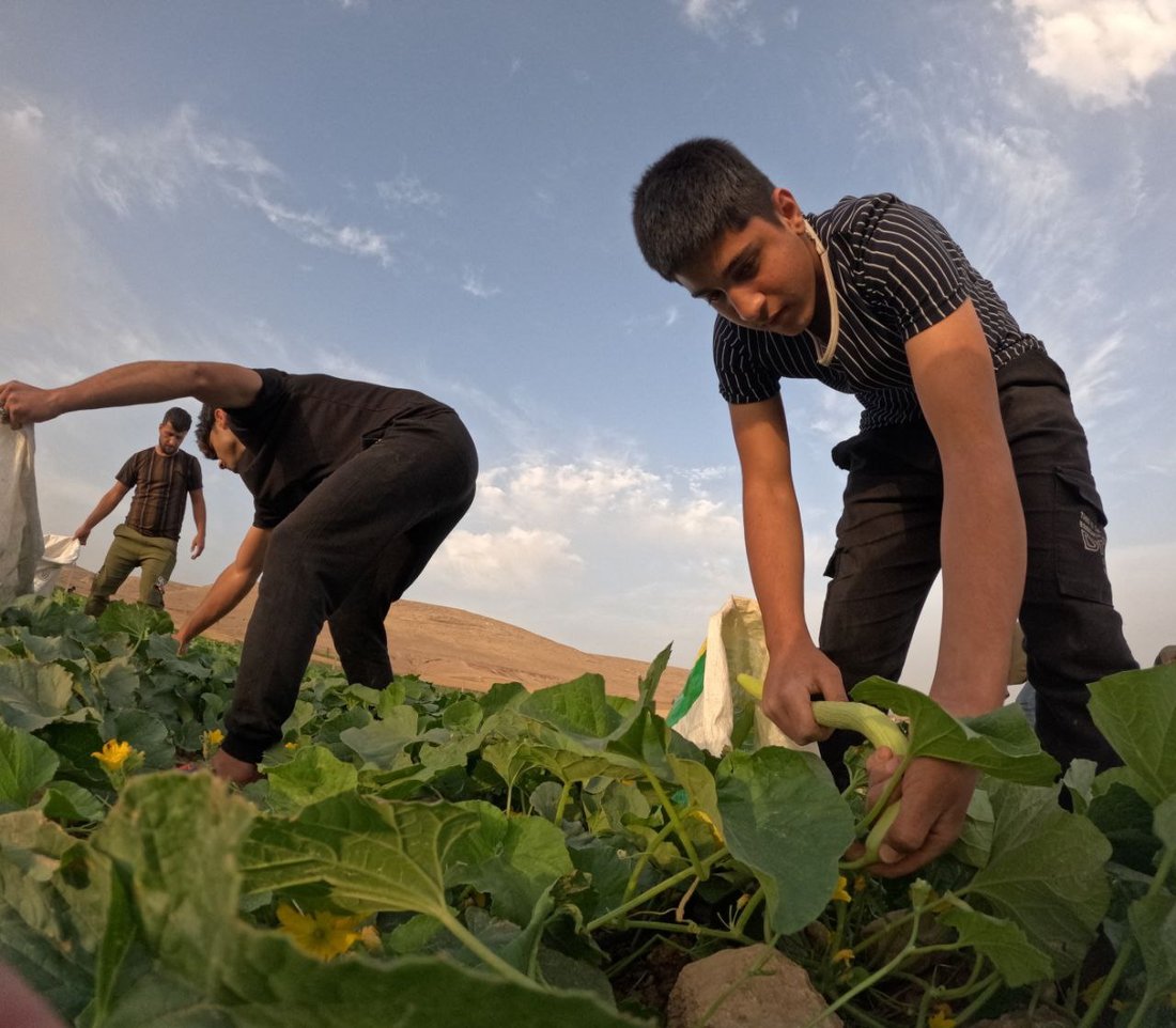 صور من سهول ومحصول “تعروزي” بعشيقة.. أطنان من قرية “عمر قابچي” إلى الأسواق