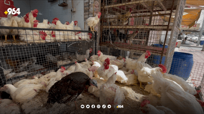 جه‌ژن هات و مریشك گران بوو