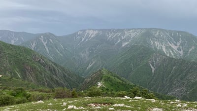 شوێنی ئاگرە گەورەکەی ساڵی پاری ناوچەی کۆکۆیی ژیاوەتەوە