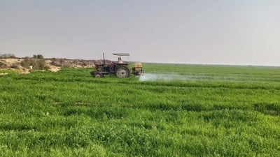 الارتفاع الهائل بأسعار الأسمدة والمبيدات يهدد الموسم الزراعي في واسط