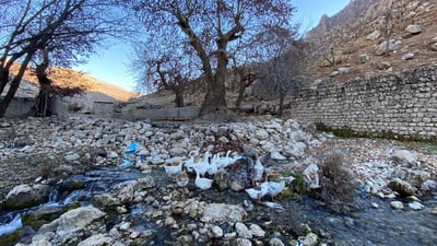 صور: شجرة “جنار” عملاقة في أربيل.. يقف بداخلها إنسان