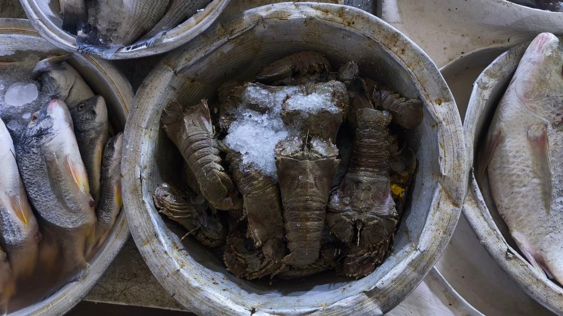 الصبور يشعل مزاد الفاو مبكراً.. الزوج 190 ألف دينار وإن لم يعجبك فالهامور والزبيدي