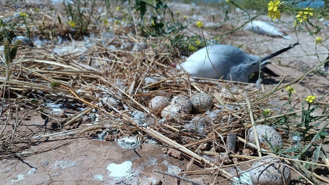 مرداربوونەوەى نەورەسەکان بەردەوامە و شوێنى دیکەشى گرتەوە