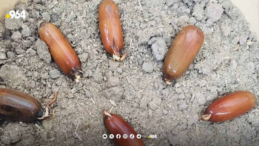 رێکخراوێک 300 هەزار دار بەڕووی لە هەولێر چاندووە