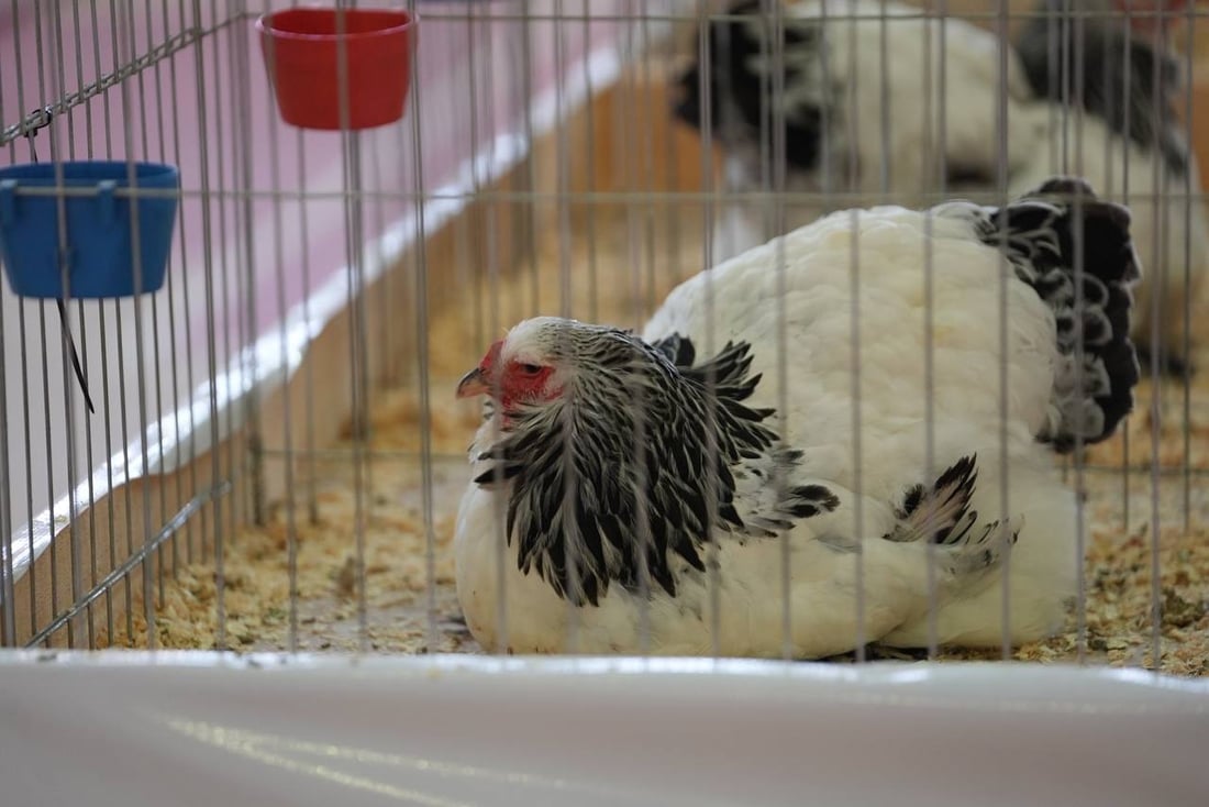 صور: دجاجة بصراوية وديك أربيلي أجمل طيرين في العراق.. مسابقة بإشراف تركي