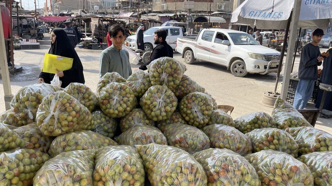 تجار كربلاء وبغداد في البصرة لشحن النبق التفاحي.. إنتاج أكبر هذا العام (صور)