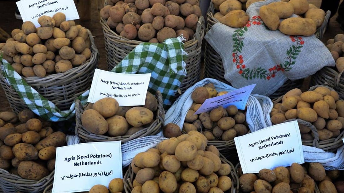 دهۆک دەستی بە فێستیڤاڵی پەتاتە بەناوبانگەکەی کرد