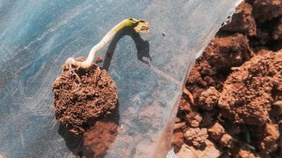 کاڵەکی پێنجوێن خێری لە خۆی نەبینی؛ چەکەرە دەکا و دەمرێ