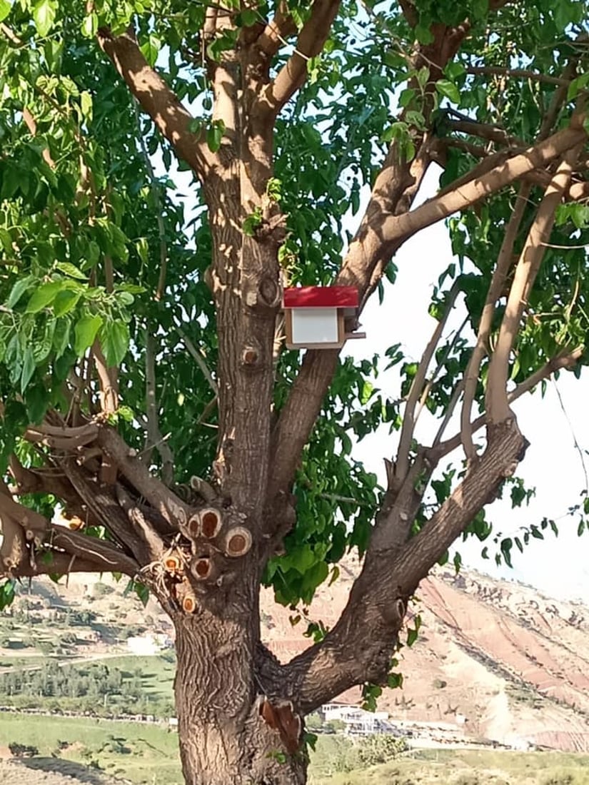 له‌ شه‌قڵاوه‌ هێلانه‌ى ده‌ستكرد بۆ باڵنده‌كان كێوییه‌كان دروست ده‌كرێت