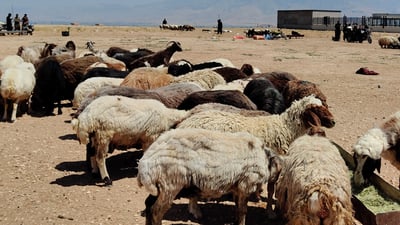 پاکستان یەکەم وڵاتە زۆرترین قوربانى دەکات