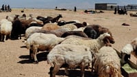پاکستان یەکەم وڵاتە زۆرترین قوربانى دەکات