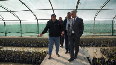صور: جهة الفاو المقابلة لإيران ستغطيها أشجار “المانغروف”.. الموانئ تنشئ محميّة