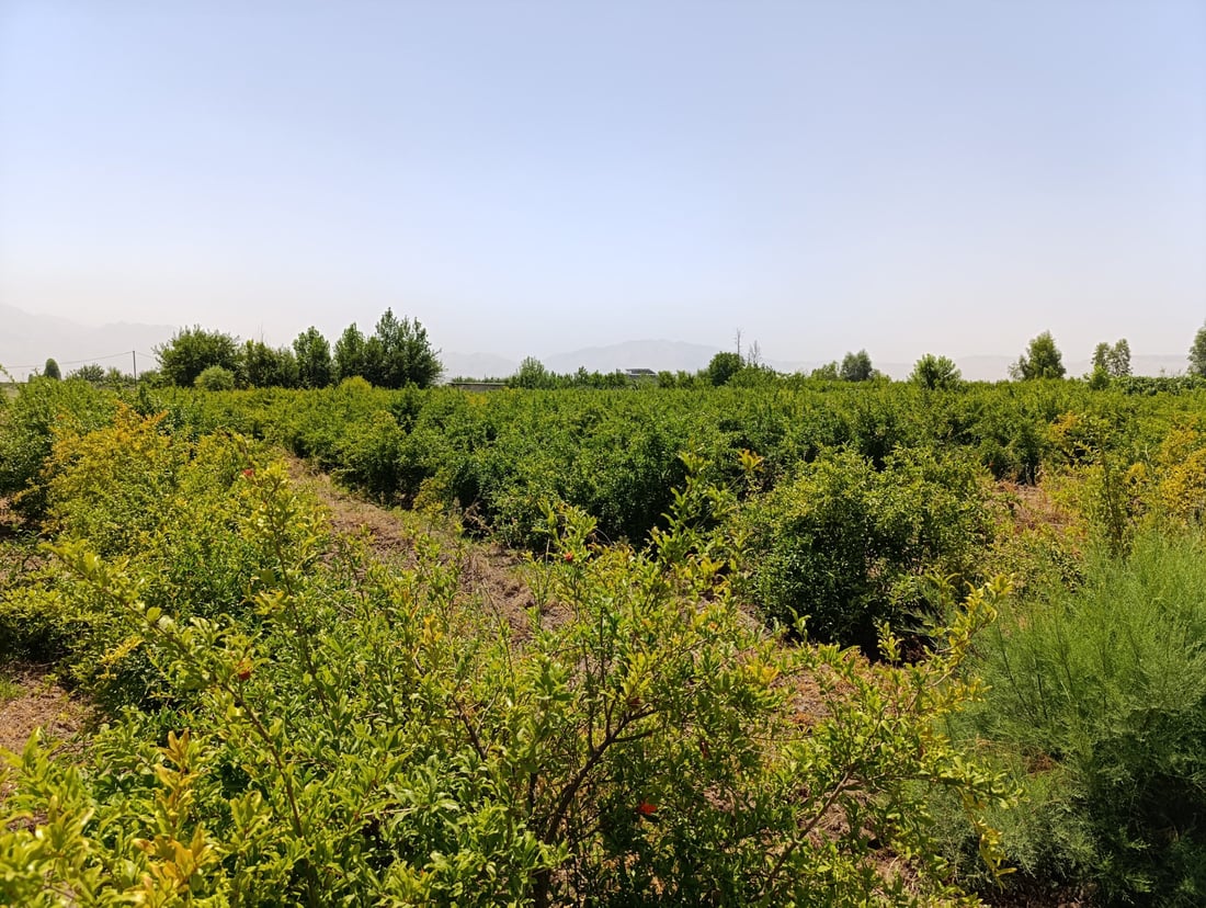 باخە هەنارەکانى هەڵەبجە نەخۆشن