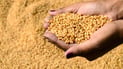 Baghdad slashes wheat procurement targets, tightening support for farmers