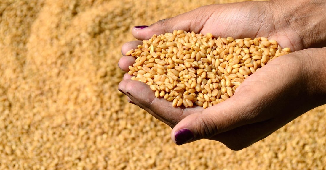 Baghdad slashes wheat procurement targets, tightening support for farmers