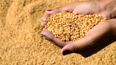 Baghdad slashes wheat procurement targets, tightening support for farmers