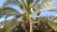 صور: آلتون كوبري لا تشتري التمور.. نخيل المنازل يطرح الب...