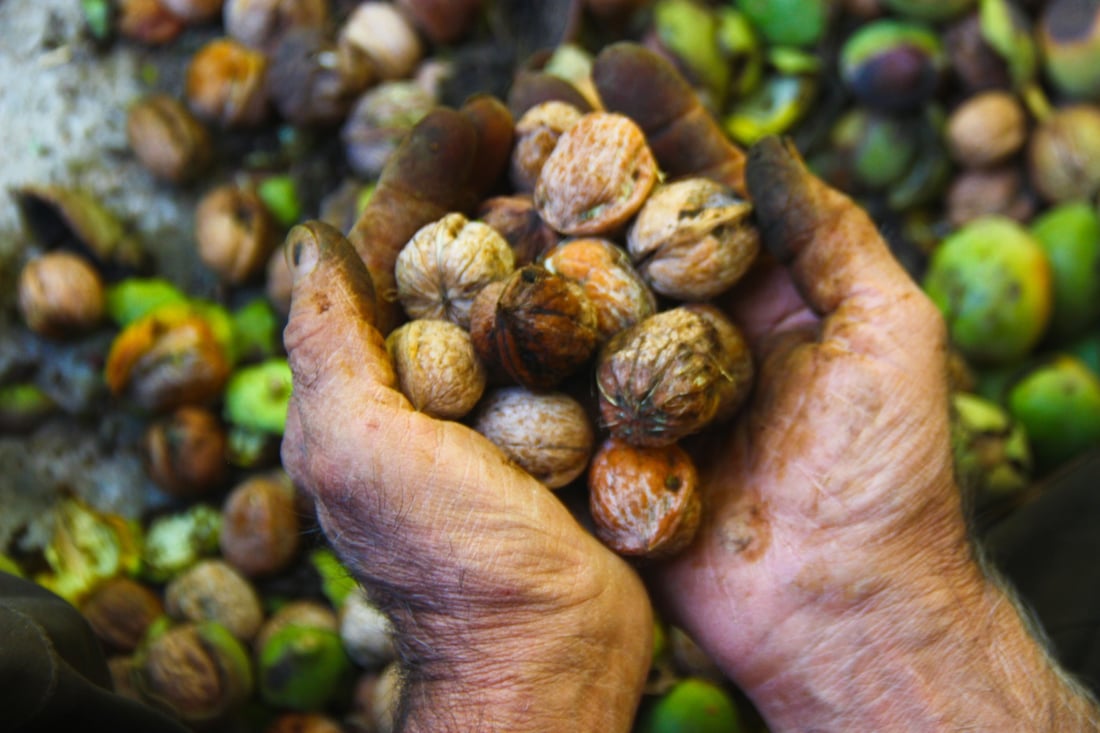ده‌روێشه‌ نورانییه‌كه‌ى بیاره‌ تاقه‌تى شەنیاری گوێزى نه‌ماوه‌ و كه‌سێكی بۆ ئه‌و كاره‌ ئاماده‌ كردووه‌