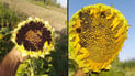 Sharazur sunflower with high oil content cultivated to boost local production