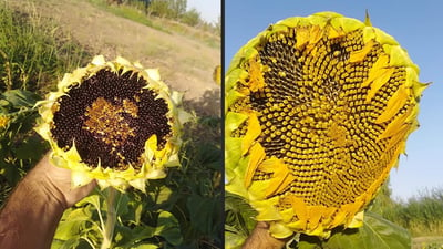 Sharazur sunflower with high oil content cultivated to boost local production