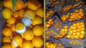 Quality control authorities seize nearly 12 tons of spoiled oranges in Sulaymaniyah