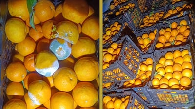 Quality control authorities seize nearly 12 tons of spoiled oranges in Sulaymaniyah