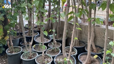 کشتوکاڵی سیوەل جوتیاران ئاگادار دەکاتەوە بچن دار وەربگرن