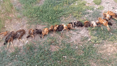 لە گوندێکی پشدەر چەقەڵ داوێتی بەسەر مریشکی هاوڵاتیاندا