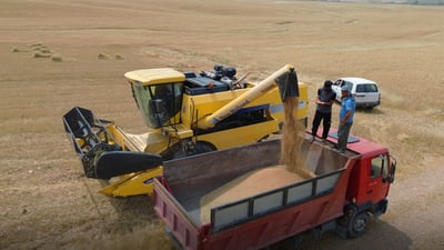 لەترسی باران بارین گەنمەکانیان دروێنە دەکەن