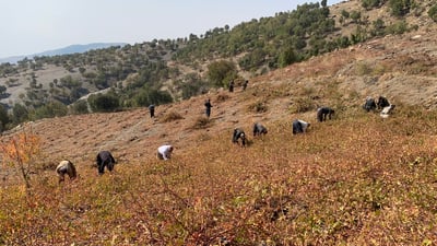 خلاف جديد في السليمانية ولكن حول العنب.. متى نقلم الأغصان؟